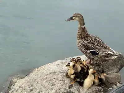 Главрыба - 24