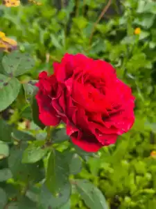 у Володи - 32