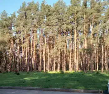 Борок - 32