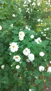 Авиаретро - 73