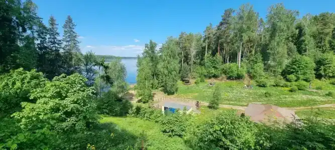 Клен - 46