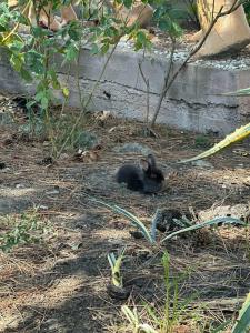 Морская дача Арабеска - 87