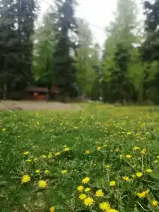 Лесной дом - 6