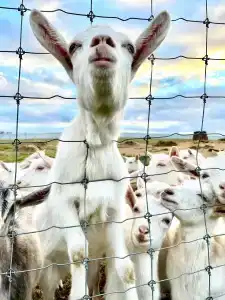 Александровский спас - 54