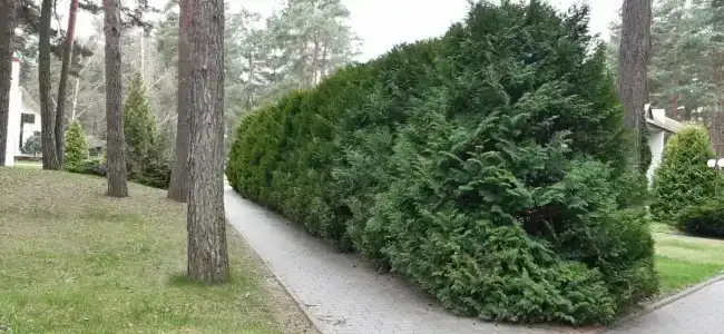 Энергетик - 43