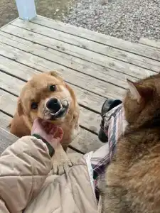 Вечера на Хуторе - 46