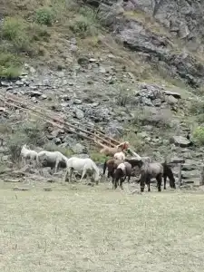 Куркуре - 10