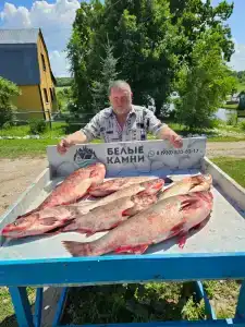 Белые камни - 87