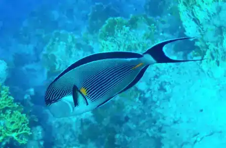 Jaz Fanara Residence - 9