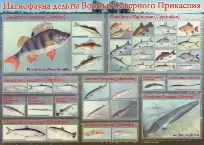 Рыбоход - 16