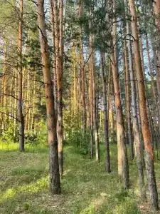 Алатырь - 42