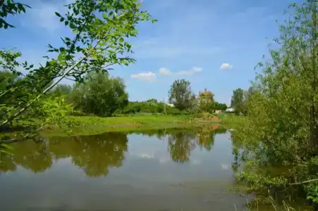 Лес среди болот - 49