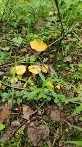 Мантиансаари - 42