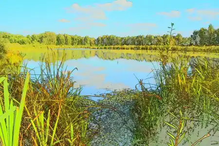 Лес среди болот - 31