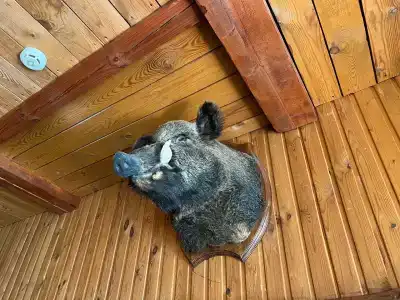 Стрелец - 36