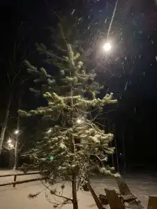 Ветер в соснах - 8