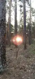 Серебряное копытце - 6
