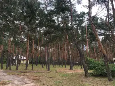 Сосновый бор - 15