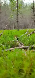 Сокольский Бор - 21