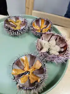 Норд Пилигрим - 17