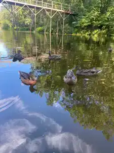 Жемчужина Золотого кольца - 61