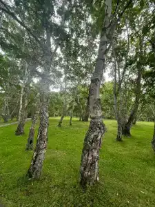 Паратунка - 43