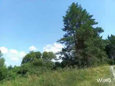 Белые бугры - 74