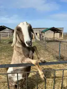 Страусиная ферма Экзотик - 52