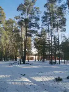 Мечта - 12
