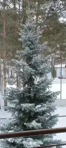 Хвойный - 90