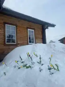 Черемшанка - 28