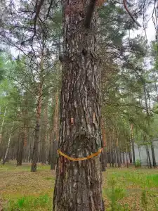 Хвойный - 99