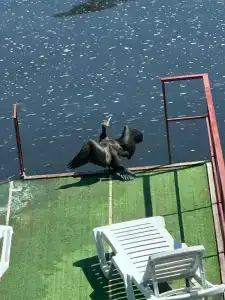 Заречный - 66