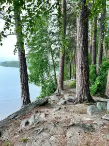 Лесная поляна - 70