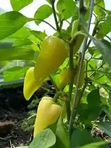 Муза Рузы - 69