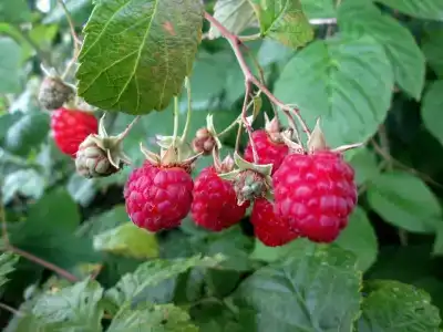 Снетковское Озеро - 24