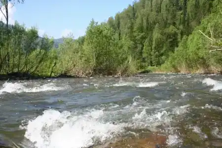 Снегири - 3