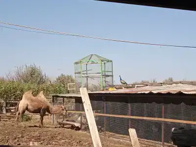 Сероводородный источник - 8