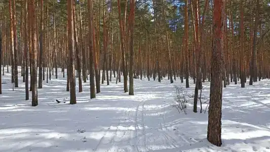 Лесная жемчужина - 44