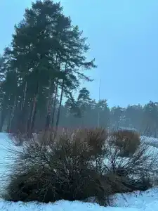 Буревестник - 43