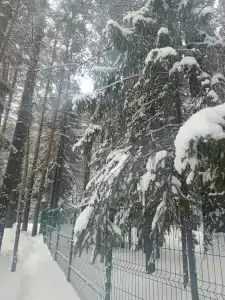 Сосновый Бор - 12