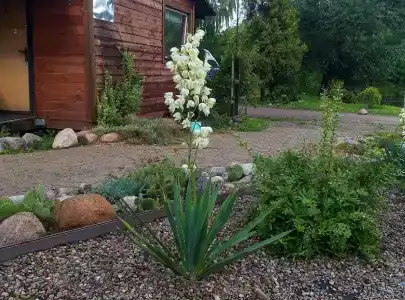 Райский сад - 31