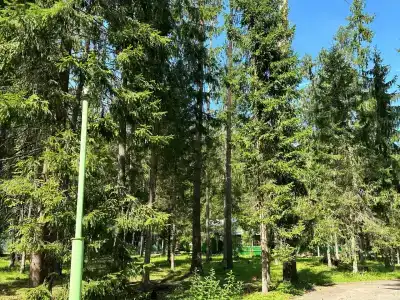 Сосновый берег - 12