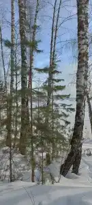 Берёзка - 27