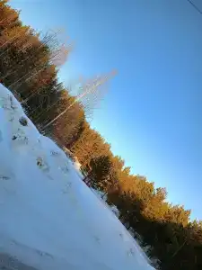 Тюльпан - 5