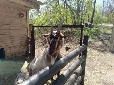 Простоквашино - 18