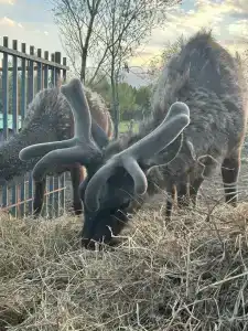 Усадьба Сорочаны - 17