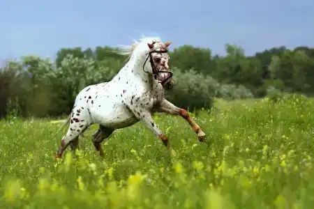 Бабушкина дача - 45