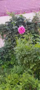 Владимирский Хуторок - 94