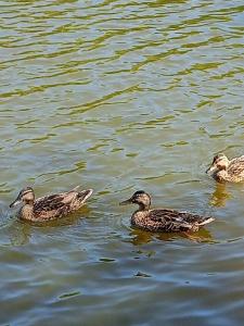 Монахов пруд - 77